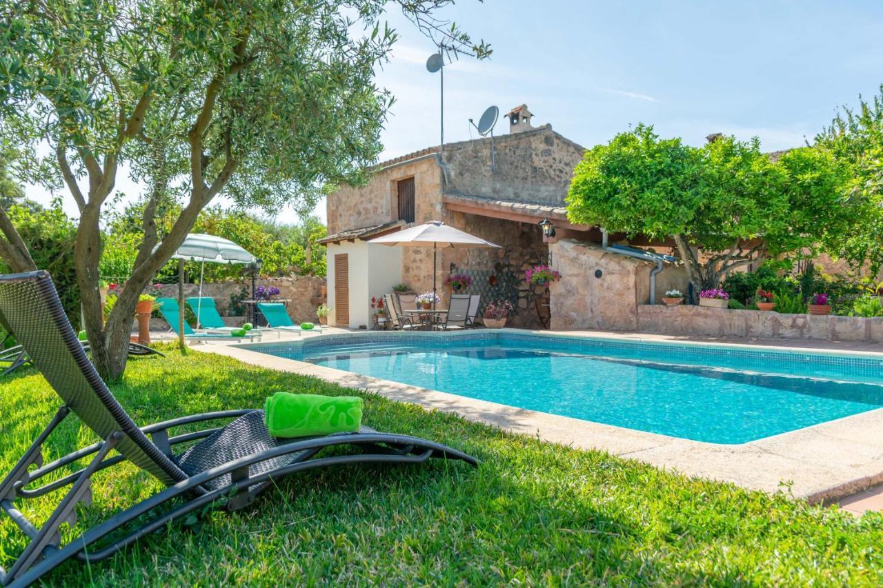 Fiolet Algaida (Mallorca)